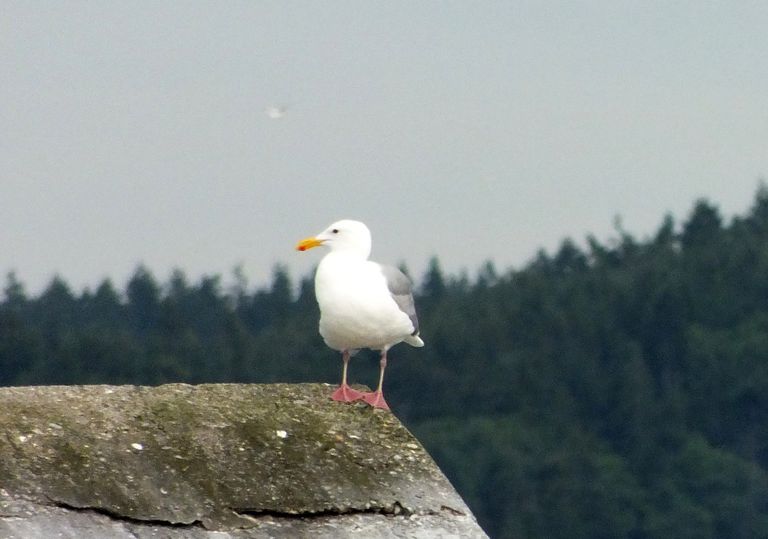 BL0048-SeaGull.jpg