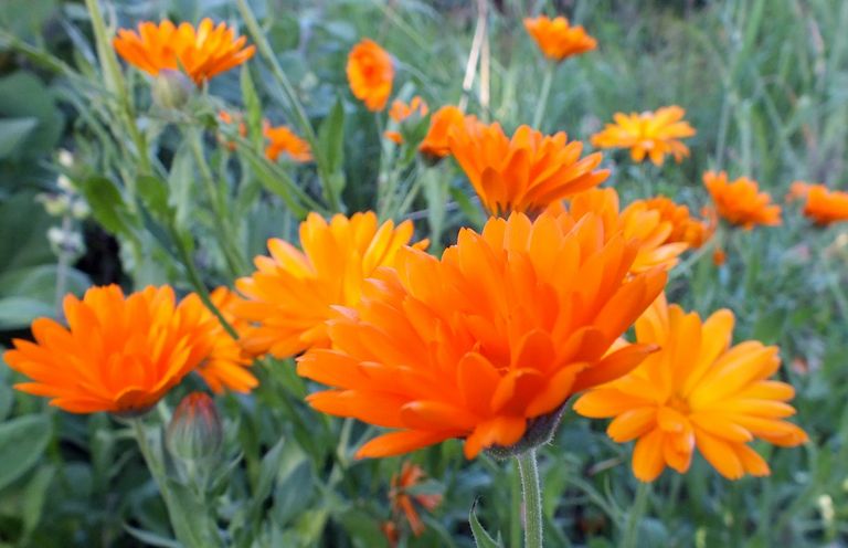 BL0056-Calendulas.jpg