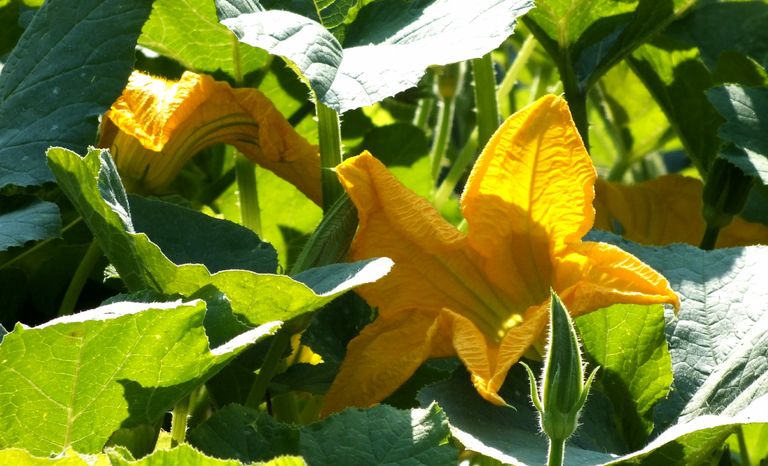 BL0044-SquashBlossoms.JPG