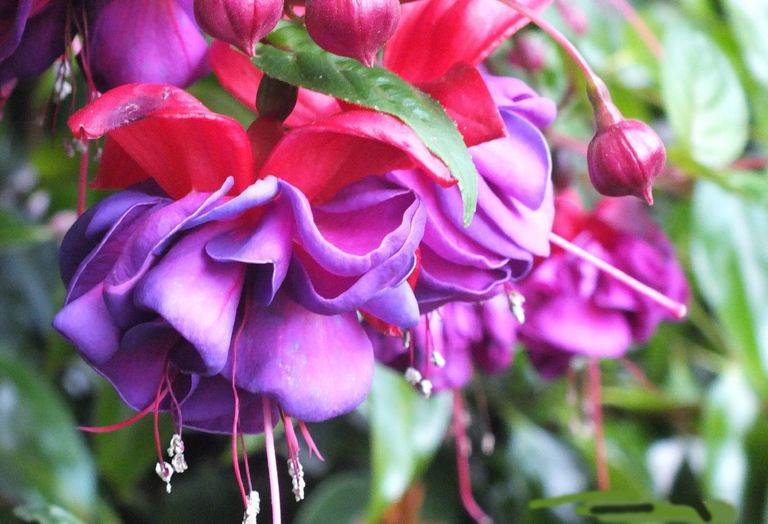 BL0051-Fuchsias.jpg