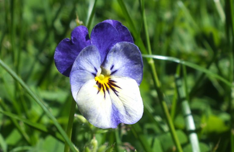 BL0063-Pansy.JPG