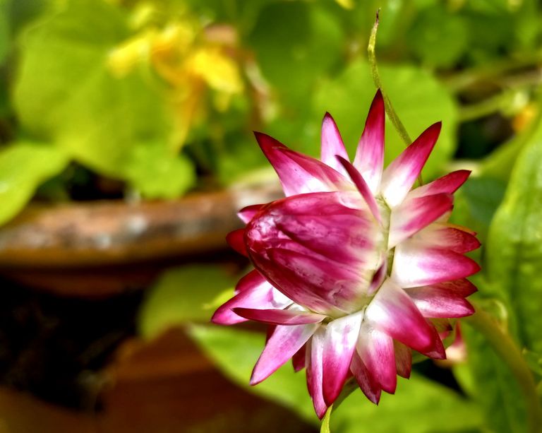 BL0059-Strawflower.jpg