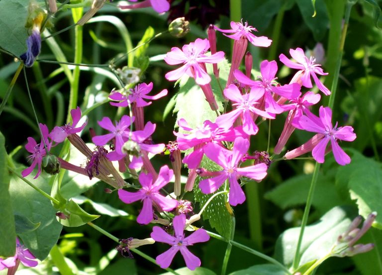 BL0015-Flowers.jpg