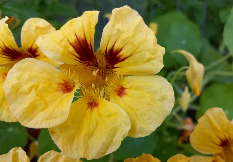 BL0059-Nasturtium.jpg