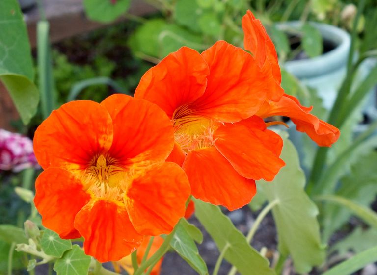 BL0044-Nasturtiums.JPG