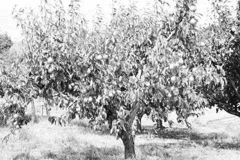 common-pear-tree-Apr132021-1-1-728x486_1.jpg