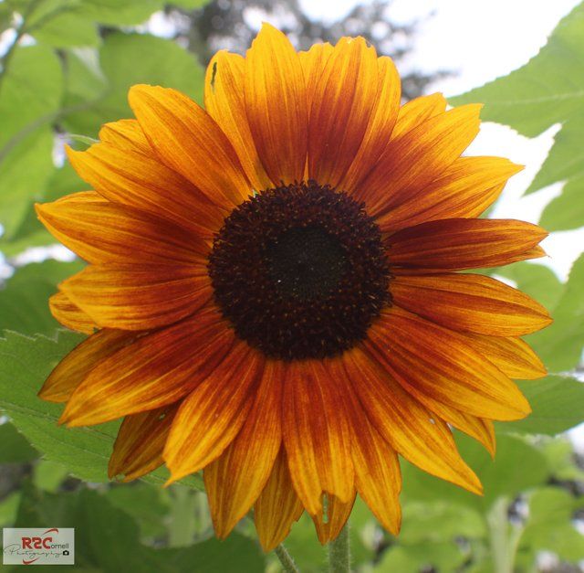 sunflower 6.jfif