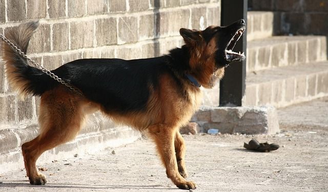 german-shepherd-g5d3328536_640.jpg