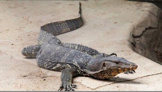 monitor-lizard-g3905615ab_640.jpg