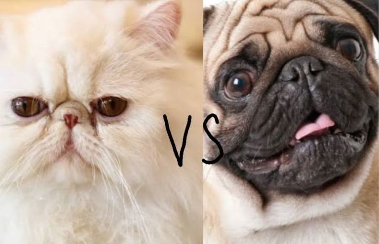 persian vs pug.jpg