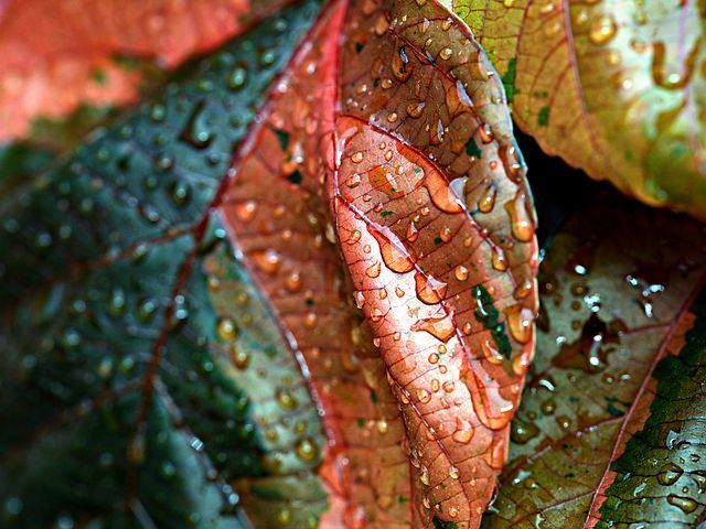 copper-leaves-7499230__480.jpg