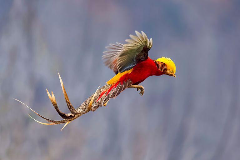 Top-10-Most-Beautiful-Birds-in-the-World.jpg