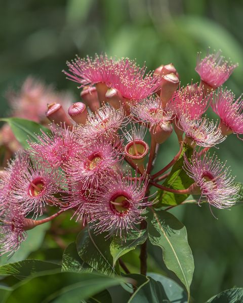 eucalyptus-gum-tree-gettyimages-1383991471-646fa7853c39d.jpg