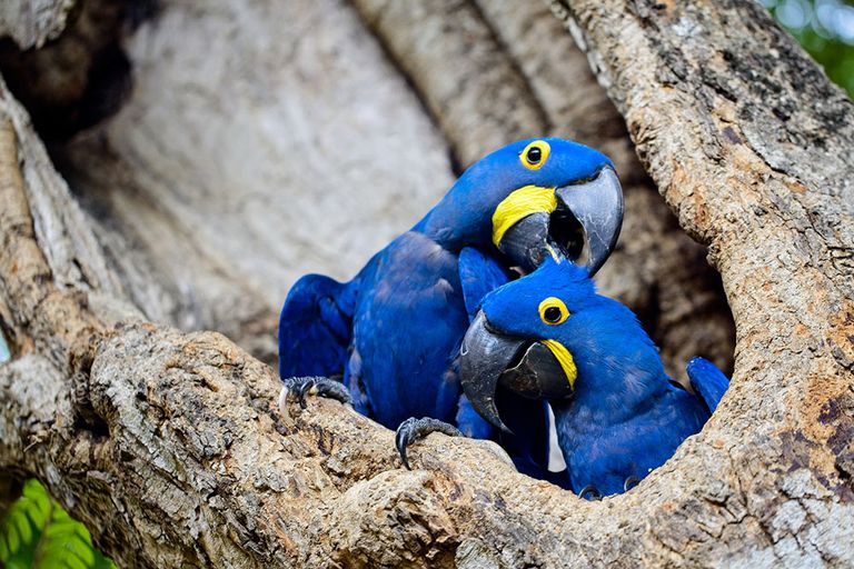 Hyacinth-Macaw-Colorful-Birds.jpg