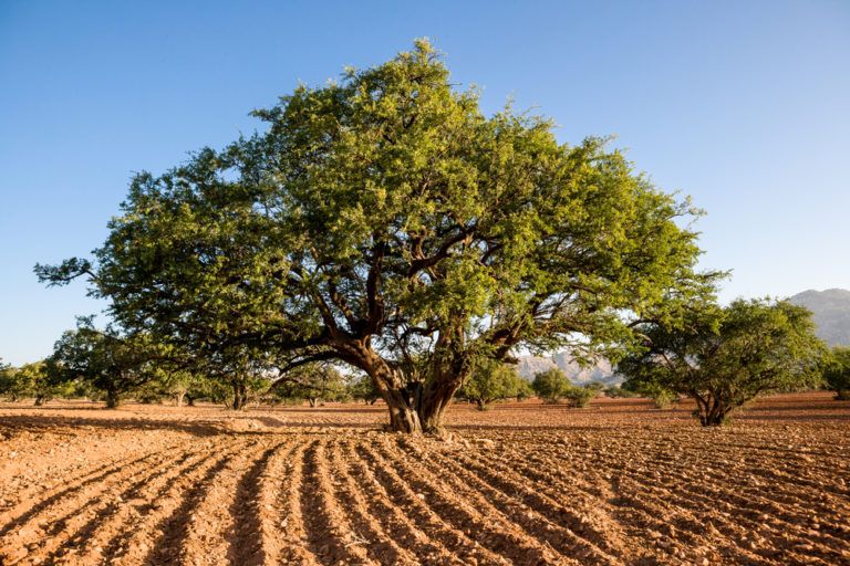 argan-tree-768x512.jpg