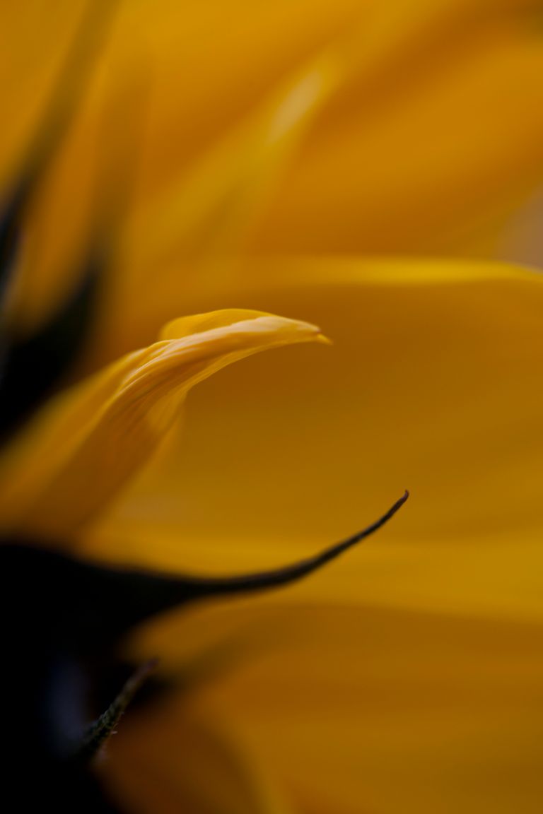 Yellow Daisy 3.JPG