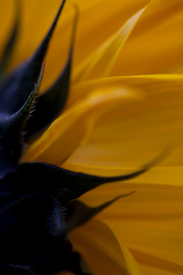 Yellow Daisy 2.JPG