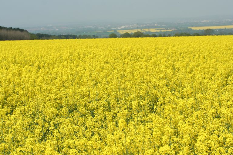 Rape Seed Field.jpg