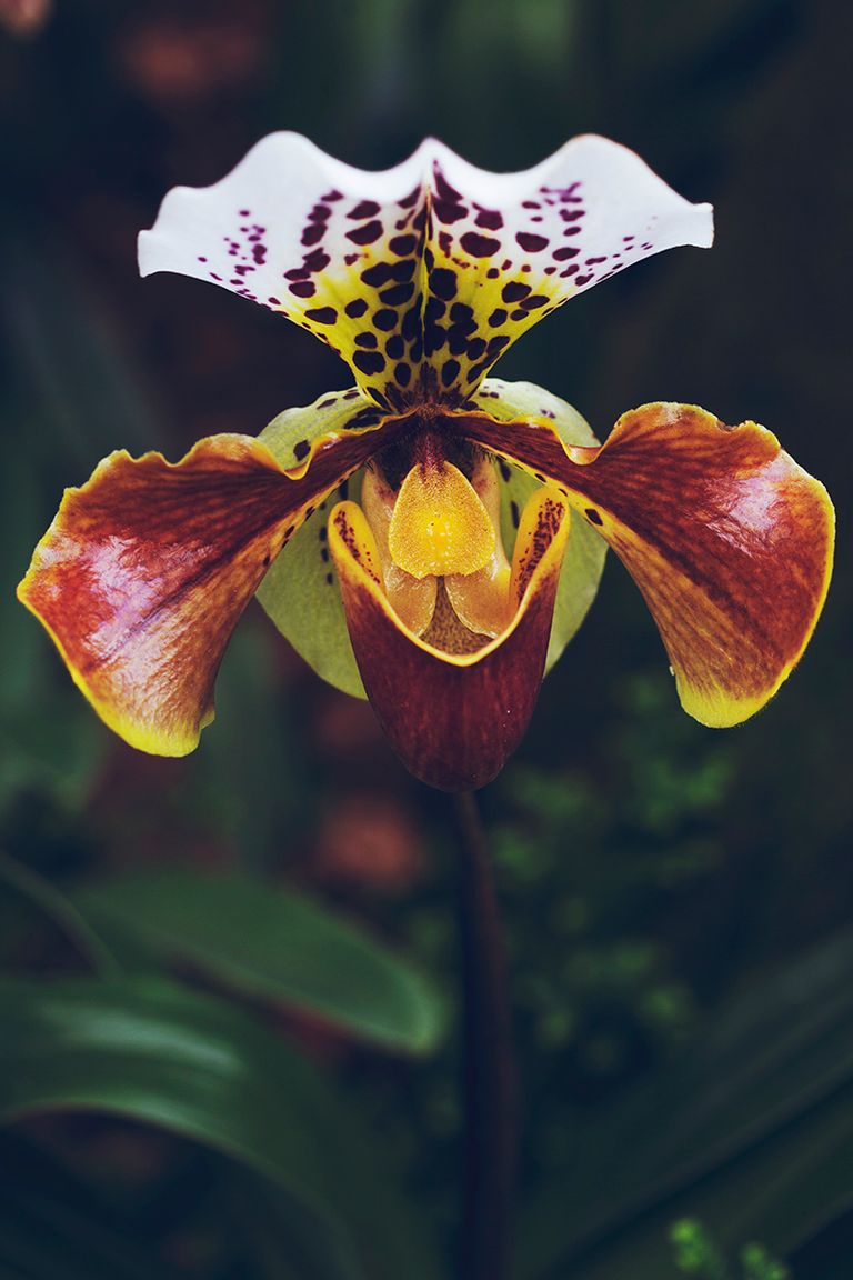 orchid58web.jpg