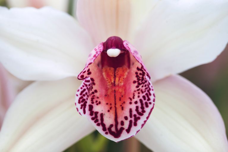 orchid79.jpg