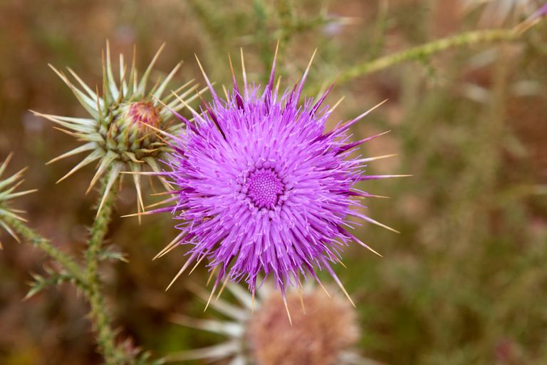 Thistle.jpg