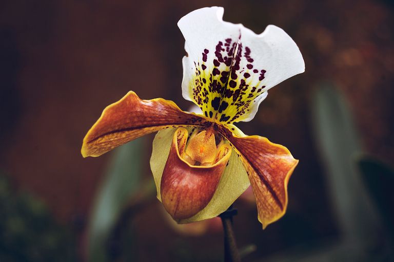 orchid57web.jpg