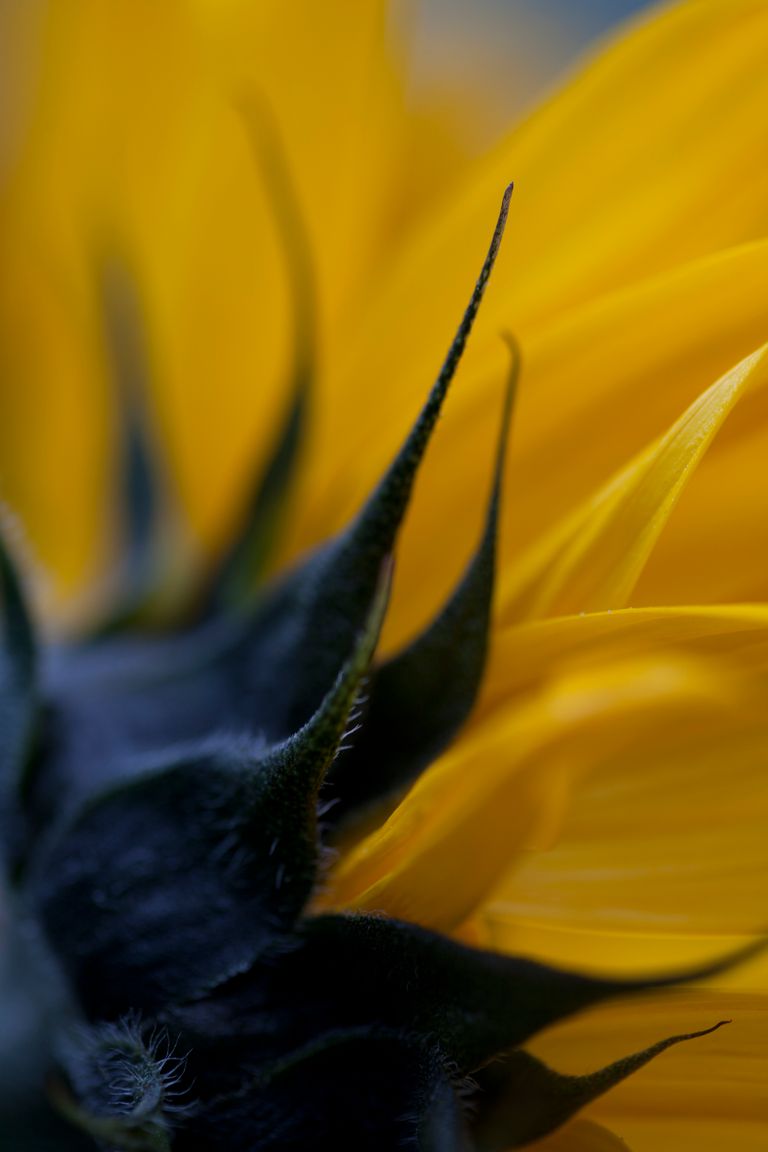 Yellow Daisy 4.JPG