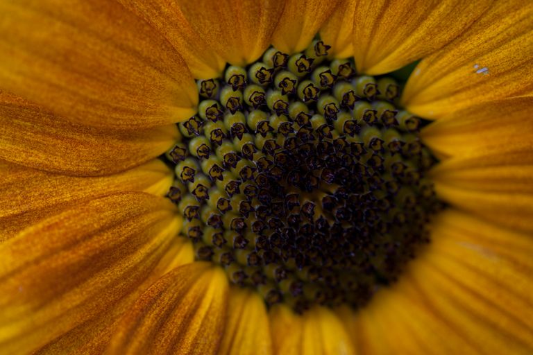 Yellow Daisy 6.JPG