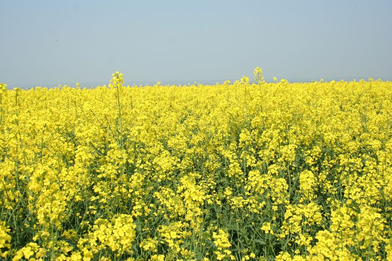 Rape Seed Field 2.jpg