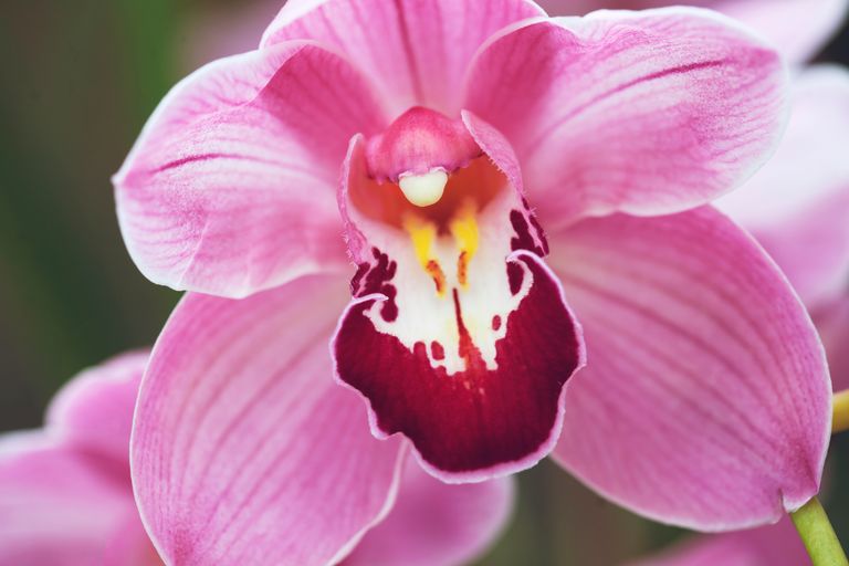 orchid87.jpg