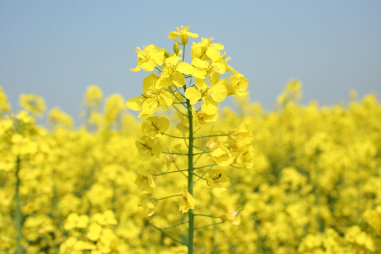 Rape Seed Field Close Up.jpg