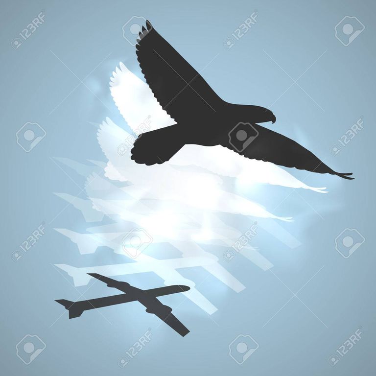 43283906-abstract-silhouette-bird-and-airplane-shadow-design.jpg