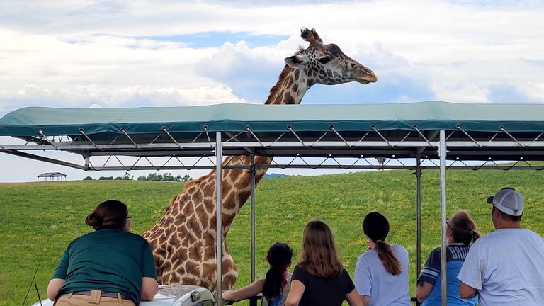 Ohio-Safari.jpg