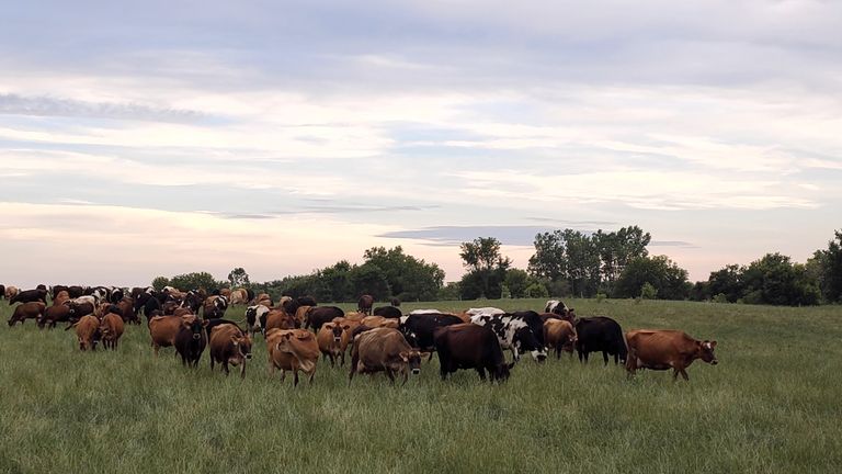 Happy-Cows-Ohio.jpg