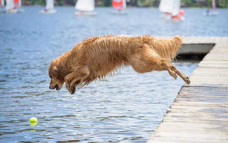 golden-retriever-swim-mountain-lake-1080x675.jpg