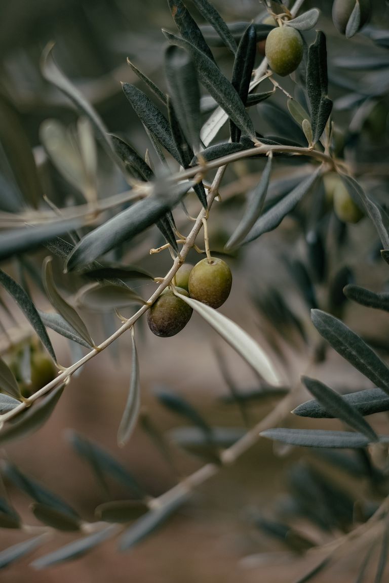 zeytin.jpg