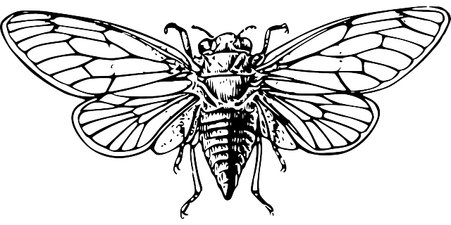 cicada-48135_640.png