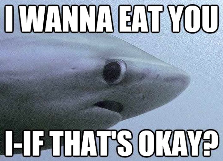 Timid-shark-wants-to-ask-you-a-question.jpg