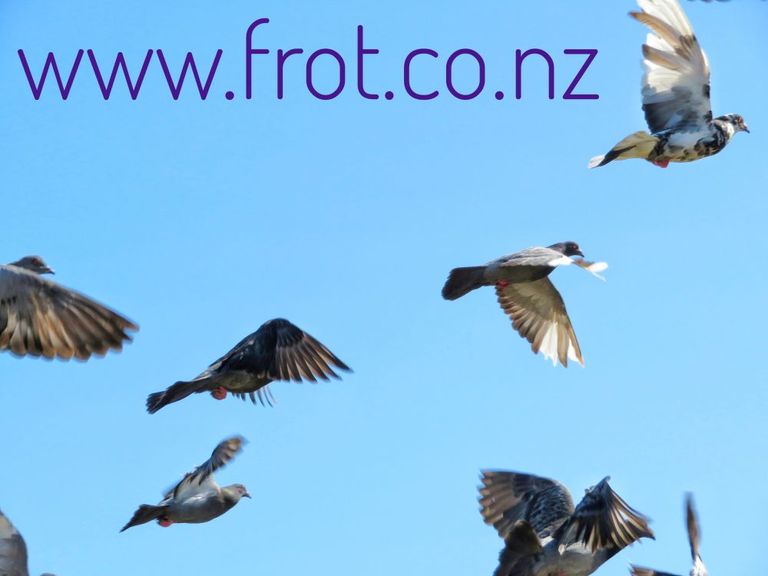 www.frot.co.nz.P.1149.jpg