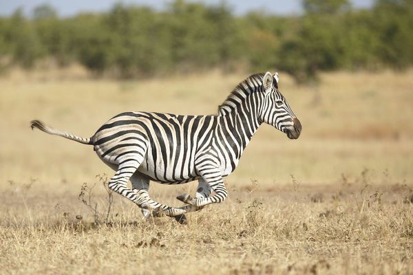 common-zebra-equus-quagga-adult-running-19881967.jpg