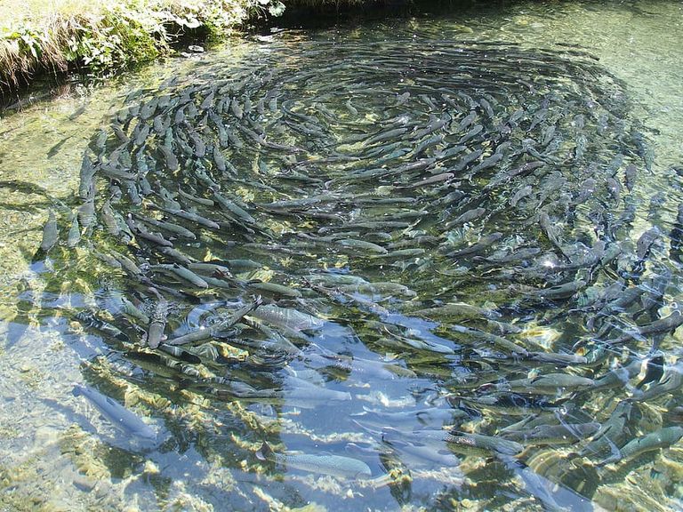 fish-farming-fish-eat-trout.jpg