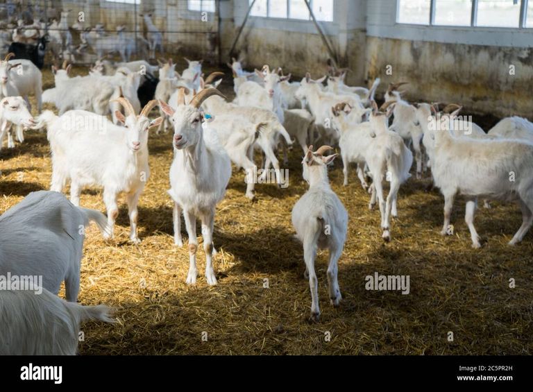 a-lot-of-goats-on-a-goat-farm-farm-livestock-of-goat-milk-dairy-products-2C5PR2H.jpg