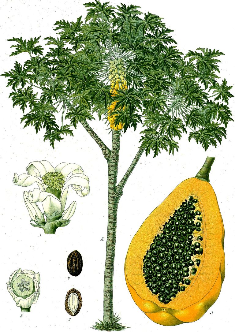 1200px-Carica_papaya_-_Köhler–s_Medizinal-Pflanzen-029.jpg