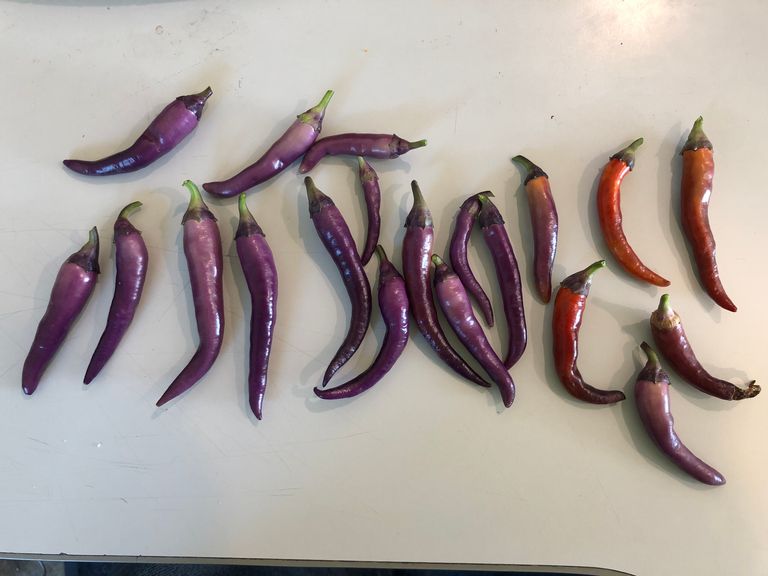 PEPPERS 3.jpeg