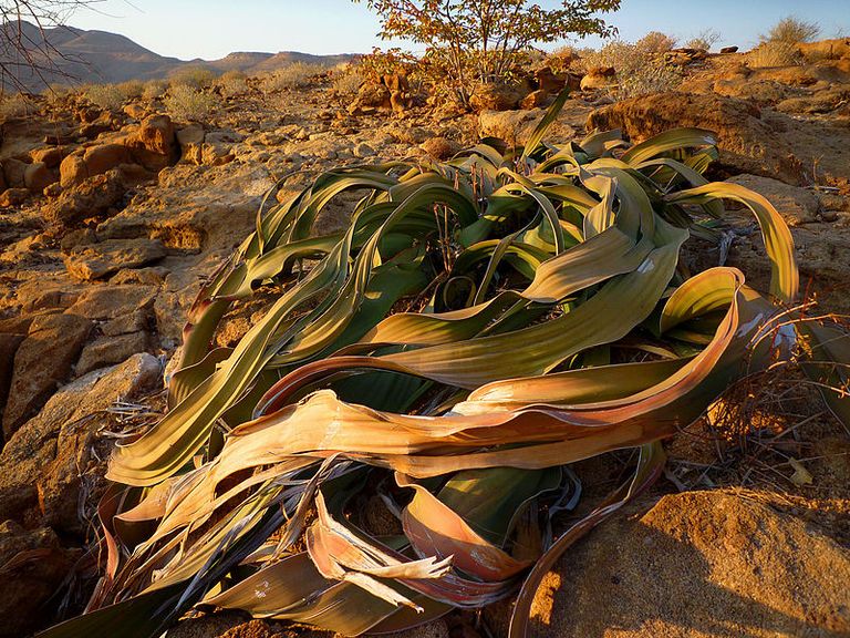 800px-Welwitschia_mirabilis0425.jpg