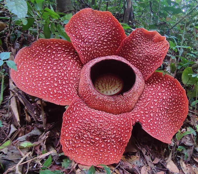 Rafflesia_arnoldii_Bunga_Nasional_Indonesia_01_(cropped).jpg