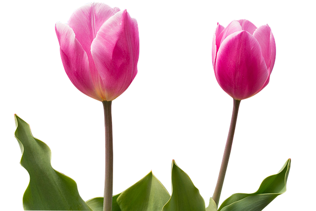 tulip-3982144_640.png