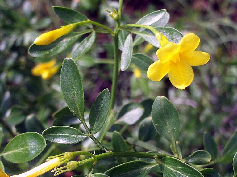 Jasminum_fruticans_FlowersCloseup_2009May10_SierraMadrona.jpg