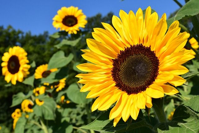 sunflower-1627193_640.jpg