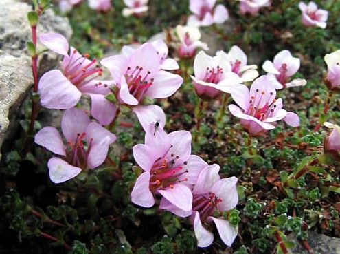 Purpsaxifrage2.jpg